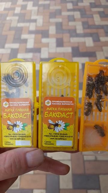 БАКФАСТ. ВАРИБРУС #пчелы #bee #beekeeper #бакфаст #пасека #пчеловодство #queenbee смотреть онлайн