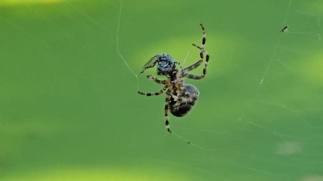 Araneus cavaticus смотреть онлайн
