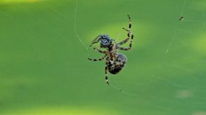 Araneus cavaticus