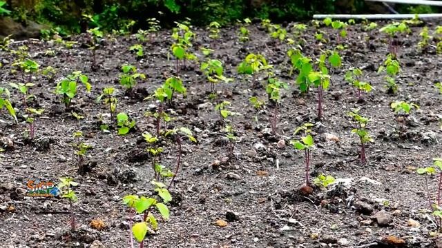 Green Carpet Protection for Bryant Park Plants | Sicp смотреть онлайн