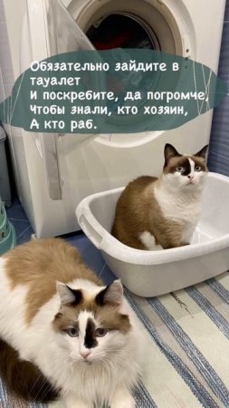 Котишки сочинили стих! ))))