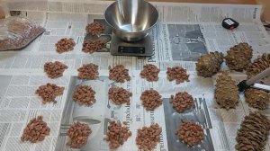 Сколько орехов и ядер можно добыть с шишек дальневосточного кедра