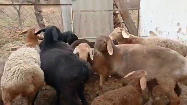 сатылат +996700322009 (продаётся) смотреть онлайн