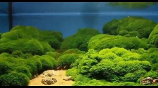 Musgo de Java ficha смотреть онлайн