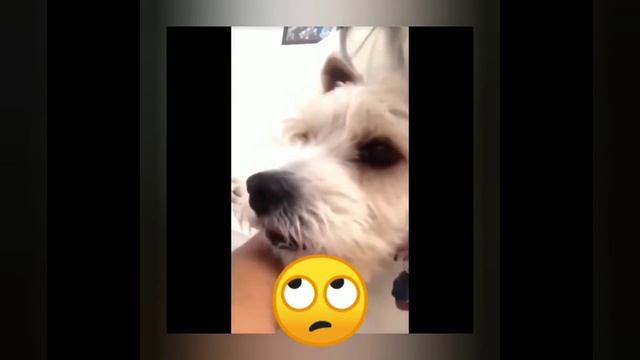 Собака в шоке смотреть онлайн