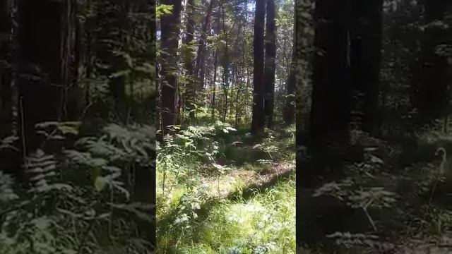 Утро в лесу. смотреть онлайн