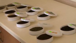 Курс на опережение: чайная компания Ahmad Tea расширяет производство