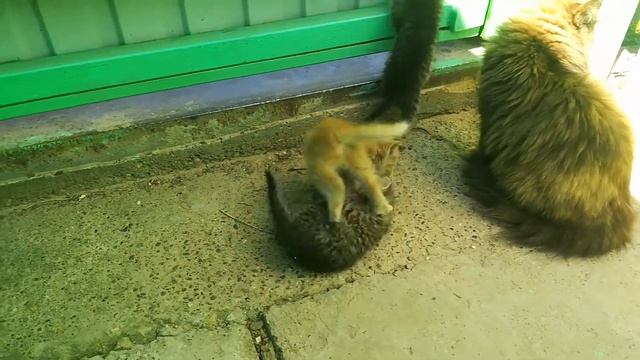 Котята смотреть онлайн