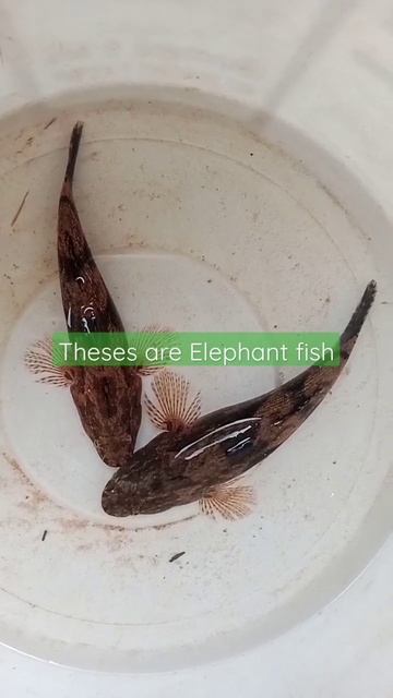 elephant fish#fishing #cooking смотреть онлайн