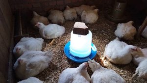 Цыплята бройлеры в простых домашних условиях.ЧАСТЬ 3.  От 21 дня до забоя.