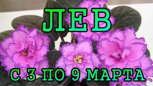 ЛЕВ таро прогноз на неделю с 3 по 9 МАРТА 2025 года.