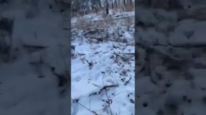 В Забайкалье активизировались волки