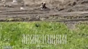 Видео от ANNA News СВО