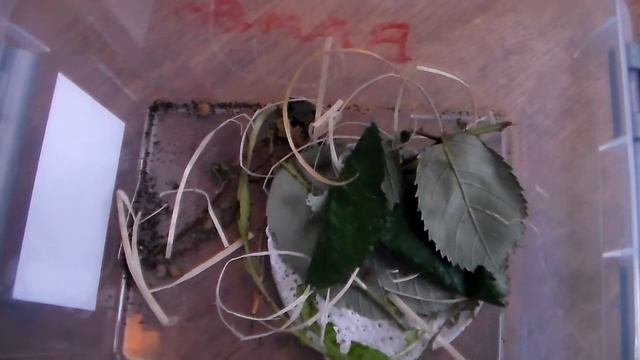 Sicilian creamspot tiger (Arctia villica ssp. konewkaii) смотреть онлайн