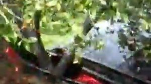 Как собирают черешню