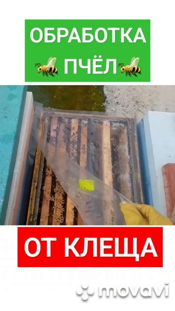 ❗️Время обработать пчел от клеща 13.02.2024 #пасека #пчеловодство #хобби #пчелы смотреть онлайн