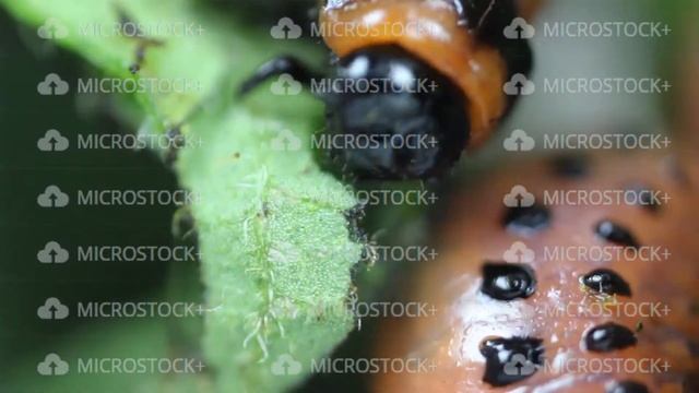 Larva Of Leptinotarsa Decemlineata Eating Potato Leafs. Serious Pest Of Potato. Larva Of Colorado смотреть онлайн