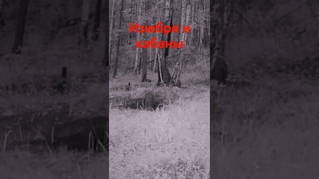 ИЗЮБРЯ И КАБАНЫ #shorts смотреть онлайн