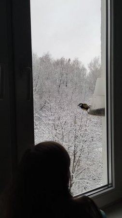 Девочка и птички ...