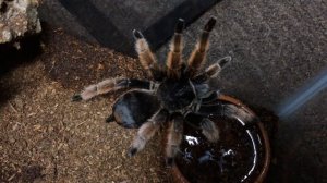 Brachypelma klaasi The Mexican Pink Leg