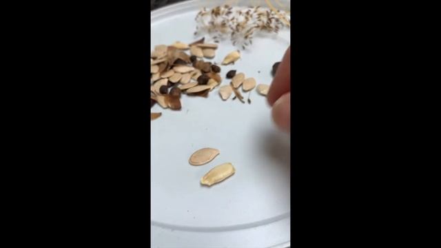 Sewing Seeds смотреть онлайн
