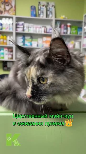 Царственный мэйн-кун в ожидании приема👑 смотреть онлайн