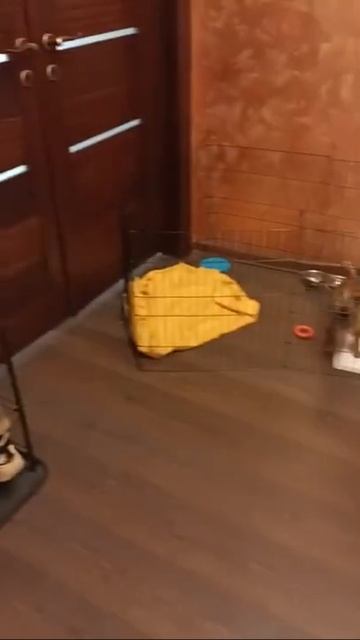 Как отучить собаку лаять на пылесос и приучить к уборке?