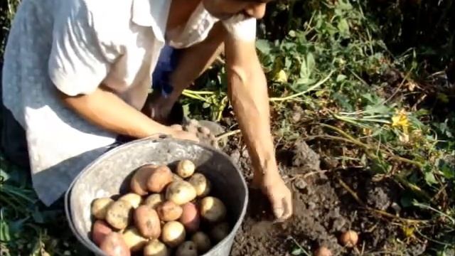 Жара трава картофель