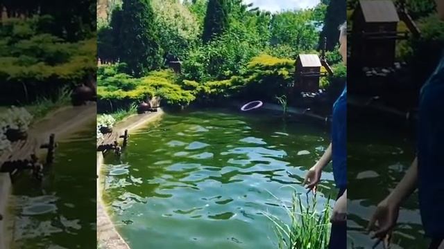 Смешные собаки, прыжок в воду смотреть онлайн