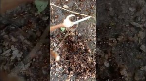 carebara diversa vs carebara affinis