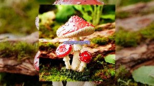 Ivanushka - Lemon Demon | sped up