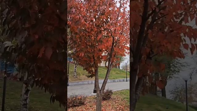 Осенние листья и осенний Владивосток Владивосток#осень#владивостоке#владивосток#городуморя#красота смотреть онлайн