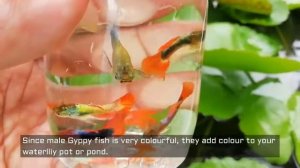 How to get rid of mosquito larvae problem at zero cost | Waterlily Secrets