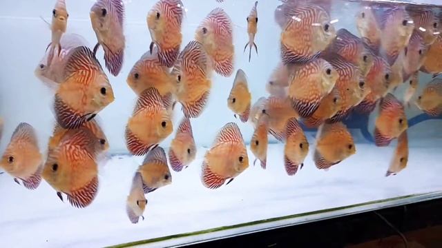 Tiger turqoise discus Fishes смотреть онлайн