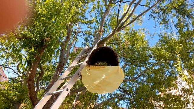 ПОПОЛНЕНИЕ НА ПАСЕКЕ #пасека #пчелы #пчеловодство #рой смотреть онлайн