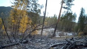 ОХОТА НА БЛАГОРОДНОГО ОЛЕНЯ