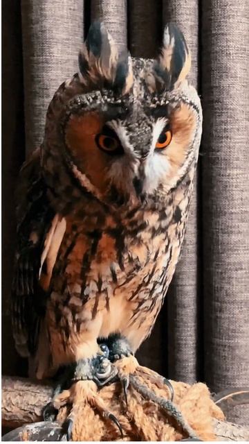 #owl #owlsounds #youtshort #owlbird #youtubeshorts #birds #animals #birdsshorts #pets #petlover смотреть онлайн