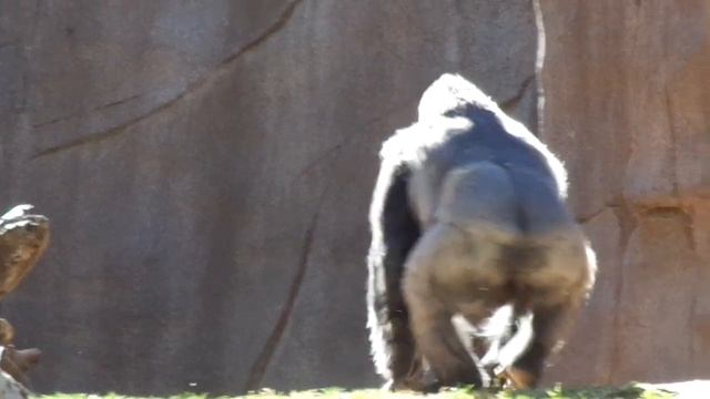 Gorilla Frank  and Winston　ゴリラ フランクとウィンストンパパ смотреть онлайн