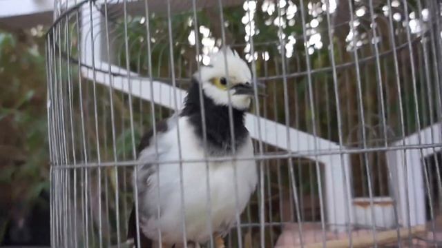 Птица красиво поет в Муйне Вьетнам, день 15 смотреть онлайн