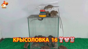 Крысоловка вариант 16 🐀 Как сделать крысоловку своими руками и поймать кучу крыс 🐀🐁🐀