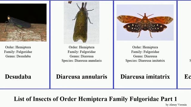 List of Insects of Order Hemiptera Family Fulgoridae Part 1 aphaena enchophora lycorma stigma смотреть онлайн