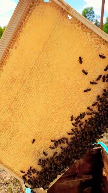 МЁД ЯНТАРНЫЙ 31.07.2024#honey #мёд #bee #пчеловодство #пасека смотреть онлайн