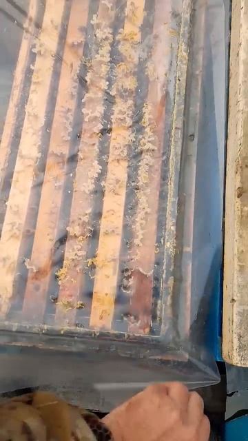 ПОХОЛОДАЛО19.10.2024 #пчеловодство #bee #пчелы #пасека #зимовкапчел смотреть онлайн