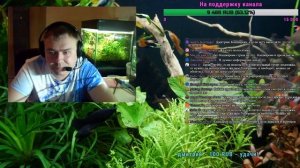 Стрим. Аквариум вашей мечты.