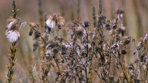 Ветка сорвана Народная песня Исп Г.Погорельская.