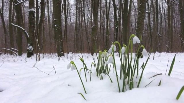 ✨💐Глубокий сон за 5 минут. Пробуждающаяся красота. Первые весенние цветы🌙