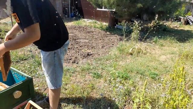 ИСПРАВЛЯЕМ ТРУТОВКУ. #пчеловодство #bee #пчелы #пасека #honey #хобби #трутовка смотреть онлайн