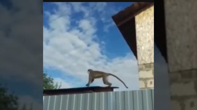 Мартышка бегает по посёлку, Подмосковье ПРИКОЛЫ С ЖИВОТНЫМИ смотреть онлайн