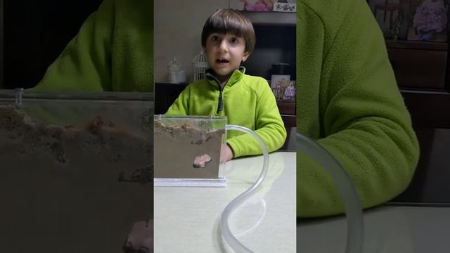 terrarios de hormigas de oliver смотреть онлайн