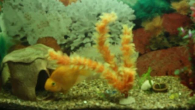 красивый аквариум смотреть онлайн